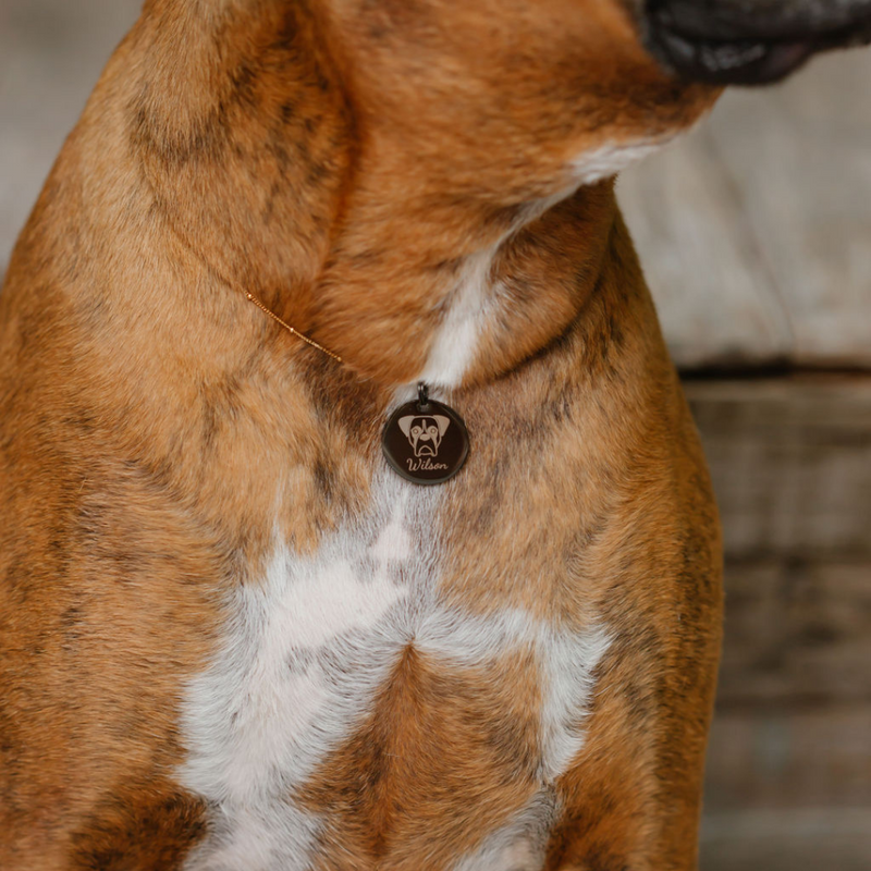 dog wearing pet tag with dogs breed portrait and name